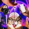 Логотип телеграм канала @meowdays — Котики для всех