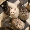 Logo of telegram channel meowfullhouse — Meowfull House