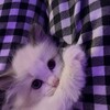 Логотип телеграм канала @meowgoro — ю