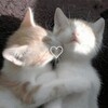 Логотип телеграм канала @meowkipng — Мявки | котики | котята