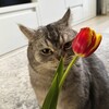 Логотип телеграм канала @meowlank — мяулэнк02