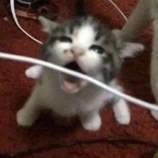 Логотип телеграм канала @meowloveyou — Привет, надеюсь тут тебе будет уютно.
