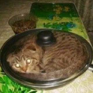 Логотип телеграм канала @meowmems — meow, memories