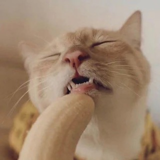 电报频道的标志 meowmeowmeowxn — 🐱貓喵貓喵貓🐱