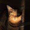 Логотип телеграм канала @meowmess — Что делает Киса