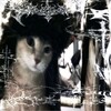 Логотип телеграм канала @meownyashka1 — мяу