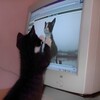 Логотип телеграм канала @meowpik4i — мяупикчи