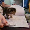 Логотип телеграм канала @meowstudyy — Котята учатся
