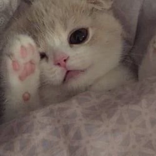 Логотип телеграм канала @meowtopt — китики💗