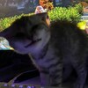 Логотип телеграм канала @meowwwww_wwwwwww — za gugr