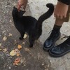 Логотип телеграм канала @meowwwwwww52 — ୧quiᴛᴛᴀ's🎓 ᴄᴀᴛ hᴏusᴇ๑๑