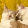 Логотип телеграм -каналу meowzes — рибозес🐟🔞