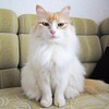 Логотип телеграм канала @mess_live — Чебурашка на диване