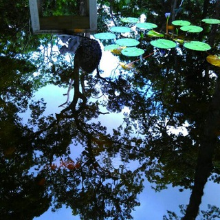 Logotipo del canal de telegramas metamor - La Metamorfosis 11