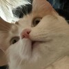 Логотип телеграм канала @mewtwoqq — Мяу пупу