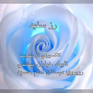 Logo saluran telegram mezon_whit_rose — ✨White rose / رز سفيد✨
