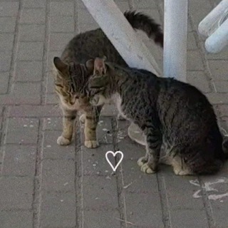Логотип телеграм канала @mfkfif — соли