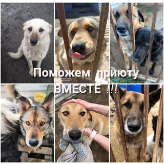 Логотип телеграм канала @mgdn_priut — Магаданский приют