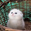 Логотип телеграм канала @mi_cats25 — Мои Коты