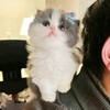 Логотип телеграм канала @micro4elovechek — микрочелы