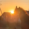 Logo of telegram channel miiistbist — •equestrian•