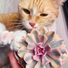 Логотип телеграм канала @mikchiciya — Мика против суккулентов 🐈 🙋🏻‍♀️