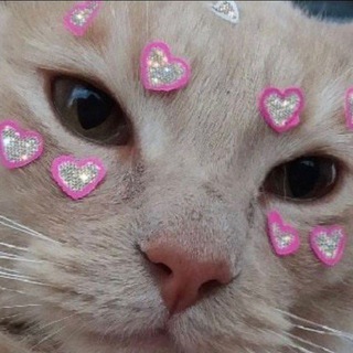 Логотип телеграм канала @mikudayyo — мацутакэ ♡
