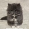 Логотип телеграм канала @mil0shnie — Милашки