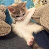 Логотип телеграм канала @milashkikotia — Пушистые котятки ∧,,,∧