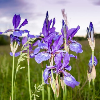 Логотип телеграм канала @milbuz_sergei — Жизнь невозможно повернуть назад!