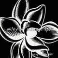 Logo saluran telegram mileyoilmassage — Miley ( မိုင်လေး) 🦅Oil🦅Massage🦅Spa🦄Body🦅Massage🦅Spa🦄Dating🦅Service🦅YGN⚓️🚢🚢Viber⛴959755226405🦜🦜🦜09764405848🦜🦜🦜🦜