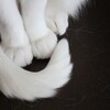 Логотип телеграм канала @mili_kotita — милые котята^^|фото и легенды♡♡|