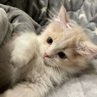 Логотип телеграм канала @milie_kotik — Милые котики💘