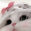 Telegram channel котятки logo