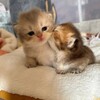 Логотип телеграм канала @miliepusistiki — милые пушистики
