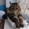 Логотип телеграм канала @milikkireads — КОТОКНИЖКИ