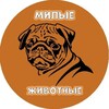 Логотип телеграм канала @milosti_animals — Милые животные 🐶