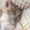Логотип телеграм канала @milotaotmi — Милота💕
