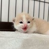 Логотип телеграм канала @milye_kotiki_tg — 🥰 Котики ^~^