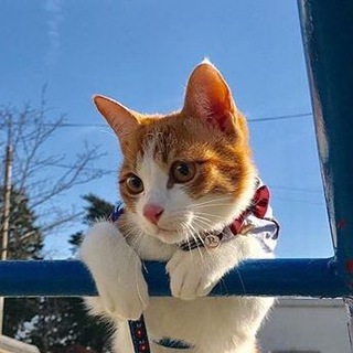 Логотип телеграм канала @mimianimals — В мире животных 🐯🐒🐨🐼(Коты, собаки)