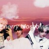 Logo of telegram channel mimiboy4 — 𝙘𝙝𝙚𝙧𝙧𝙮 𝙗𝙡𝙤𝙨𝙨𝙤𝙢𝙨 ୧⍤⃝💐