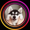 Логотип телеграм канала @mimic0medy — 🐶 MIMI.COMEDY 🐱