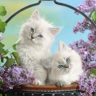 Логотип телеграм канала @mimikosh_otkrytki — МиМиКош 🐾 Открытки|Поздравления
