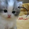 Telegram channel Мемы на арабском // ميمزات بالعربية logo