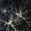 Логотип телеграм канала @mind_conference — Нейробиология в психологии