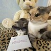 Логотип телеграм канала @mineralka_offi — минералка инкогнито