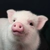 Логотип телеграм канала @mini_pig_filippina — МИНИ-ПИГ ФИЛИППИНА