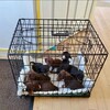 Logo of telegram channel miniaturedachshundpuppies — Miniature Dachshund puppies
