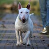 Логотип телеграм канала @minibullbombur — Minibullterrier Bombur &К°🇷🇺