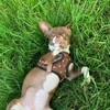 Логотип телеграм канала @minipeka_dog — жизнь минипеки🌍
